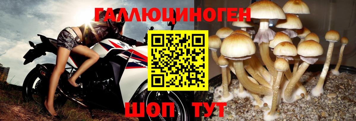 Псилоцибиновые грибы Cubensis  Вход с VPN  Галлюциногенные грибы GOLDEN TEACHER  Усолье-Сибирское 